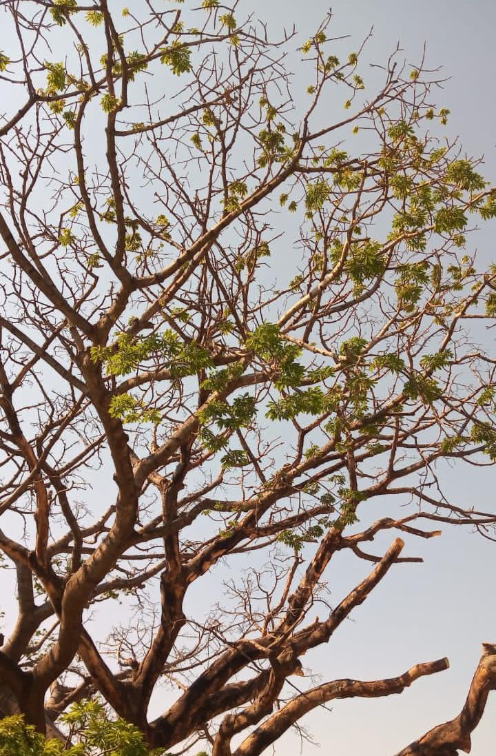 La Bonga de Corpamag comenzó a llenarse de hojas… Buen presagio