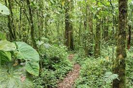 Colombia es clave en proyecto para restaurar bosques tropicales del mundo -  Medio Ambiente - Vida - ELTIEMPO.COM