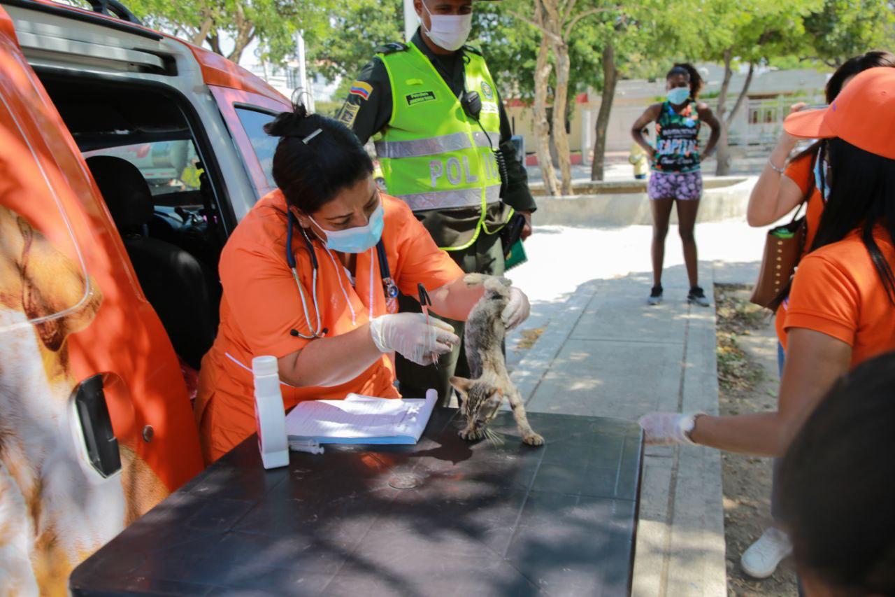 ¡La vida es sagrada! Alcaldía inicia Plan de Acción Integral para atender felinos abandonados en la Unidad Deportiva Bolivariana