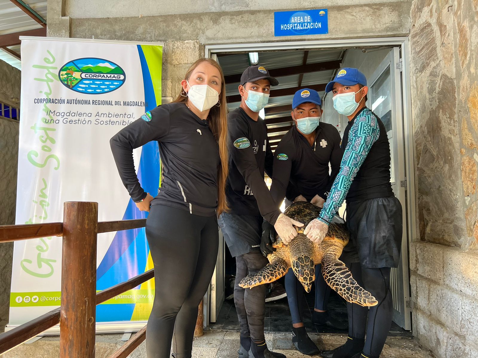 ¡Unas por otras! Pescador de Tasajera rescata tortuga Carey herida y CORPAMAG la rehabilita