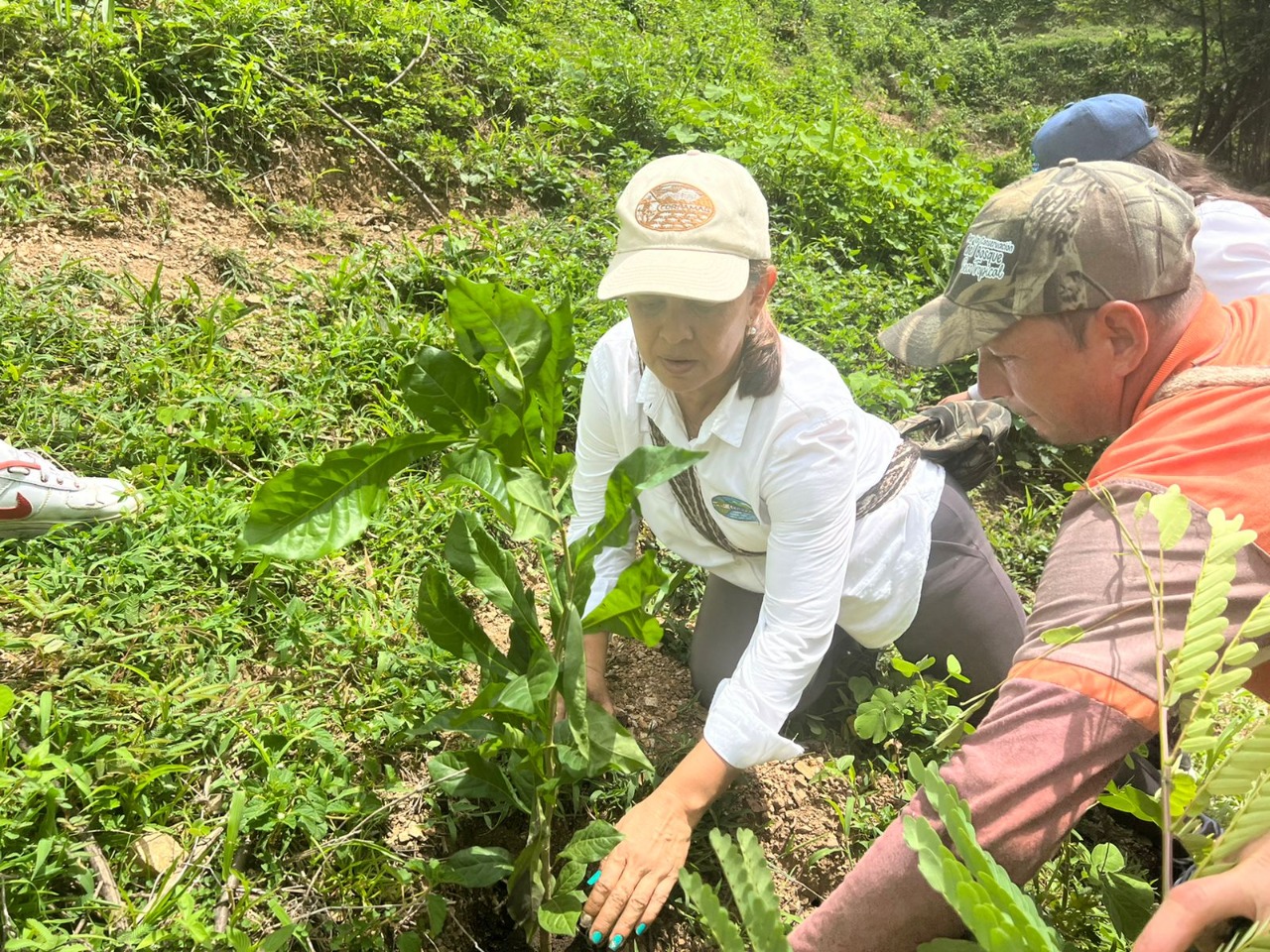 CORPAMAG y aliados por la vida siembran 2.500 árboles Aracataca