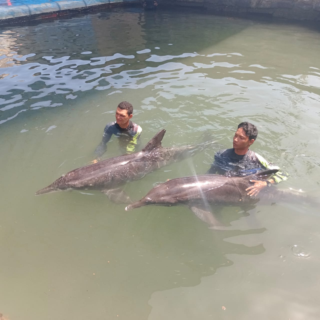En Tasajera CORPAMAG rescata dos delfines ya están en el Acuario