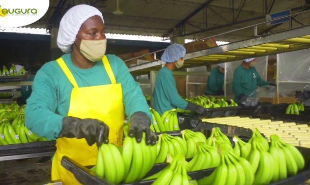 Día Internacional del Banano:  AUGURA Conmemora con compromiso